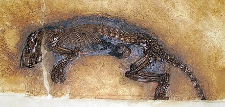 Grube Messel Image